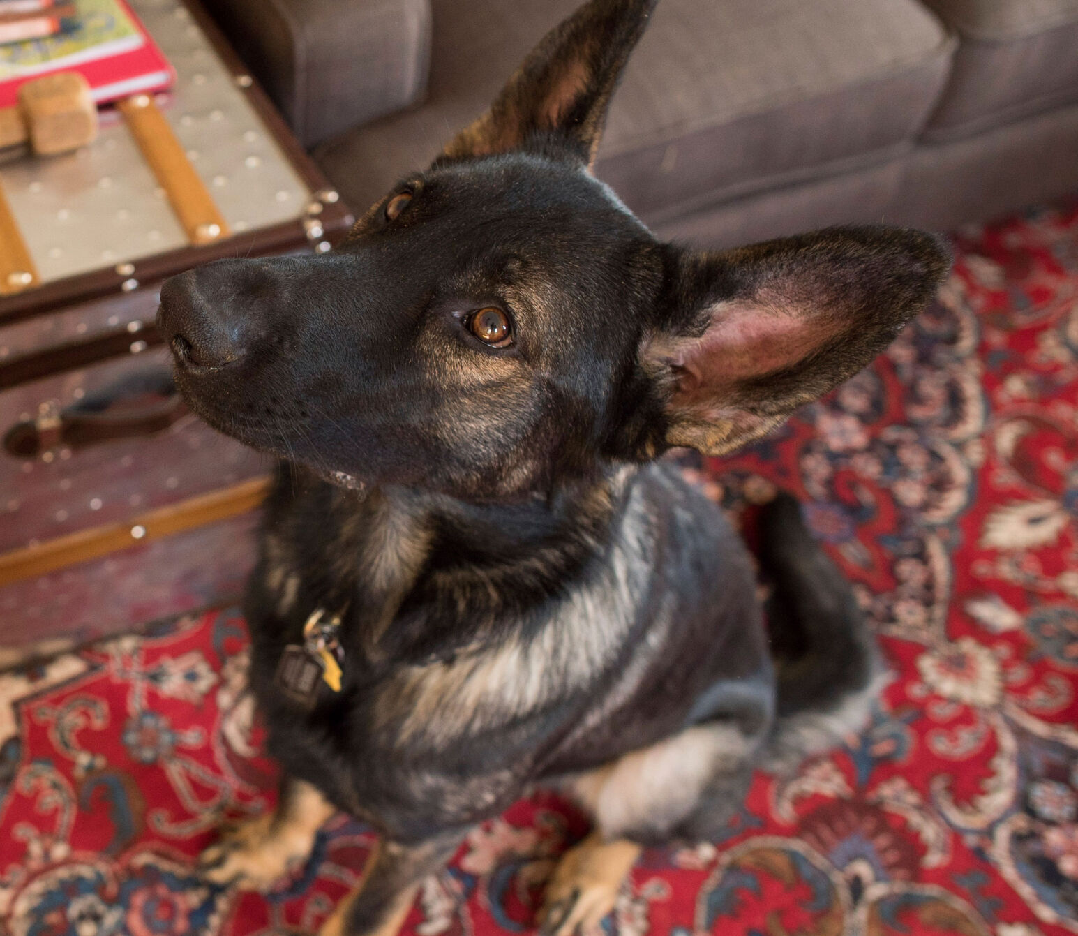 Dog